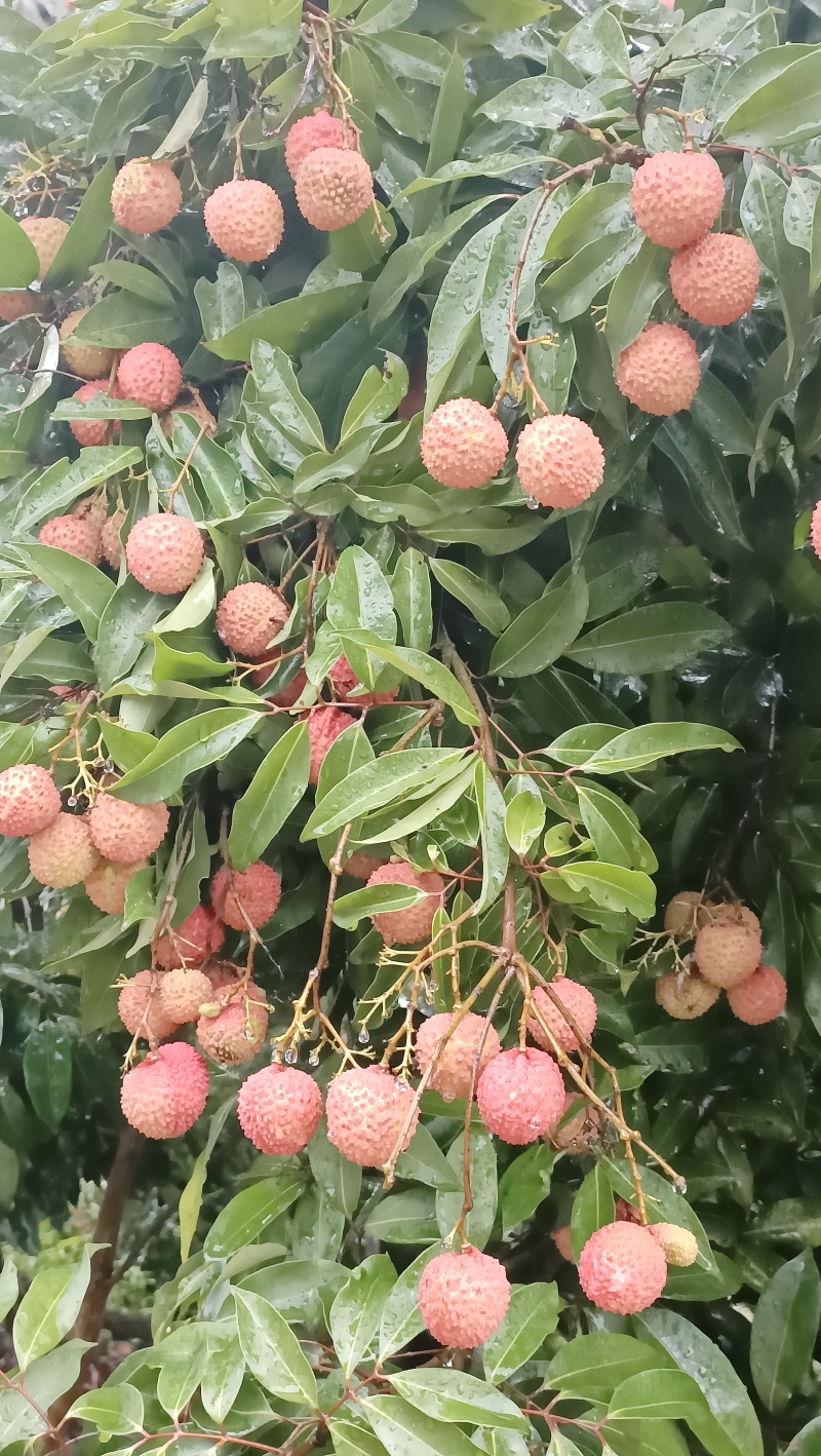 桂味荔枝