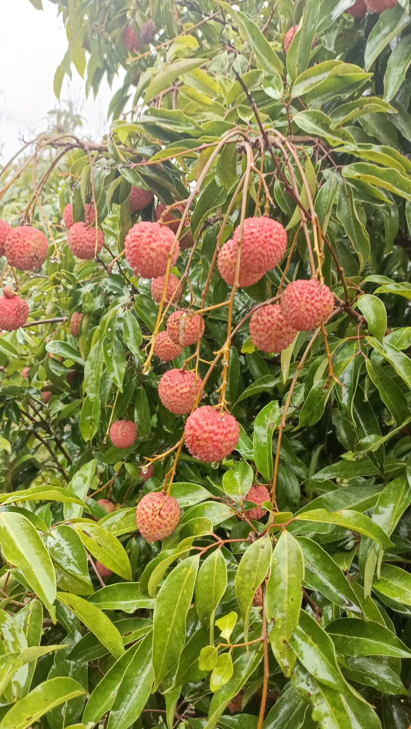 桂味荔枝