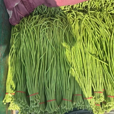 永年长豆角大量现货产地直发需要的老板与我联系，