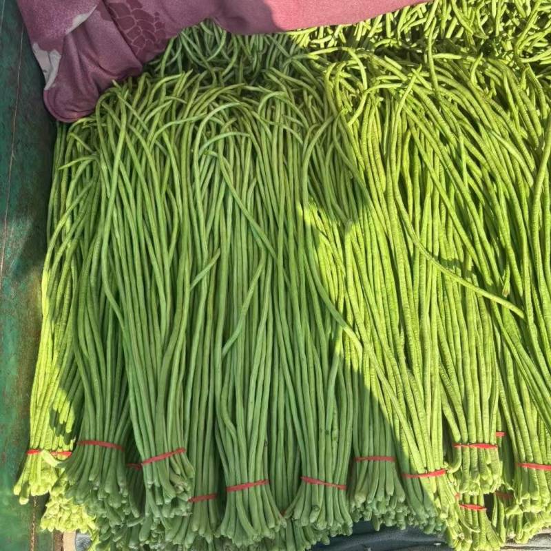 永年长豆角大量现货产地直发需要的老板与我联系，