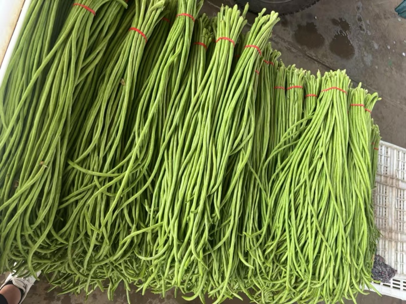 永年长豆角大量现货产地直发需要的老板与我联系，