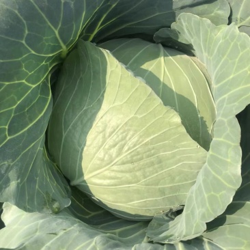山东扁包菜，奥奇娜包菜，基地直供，货源充足，市场货加工厂货