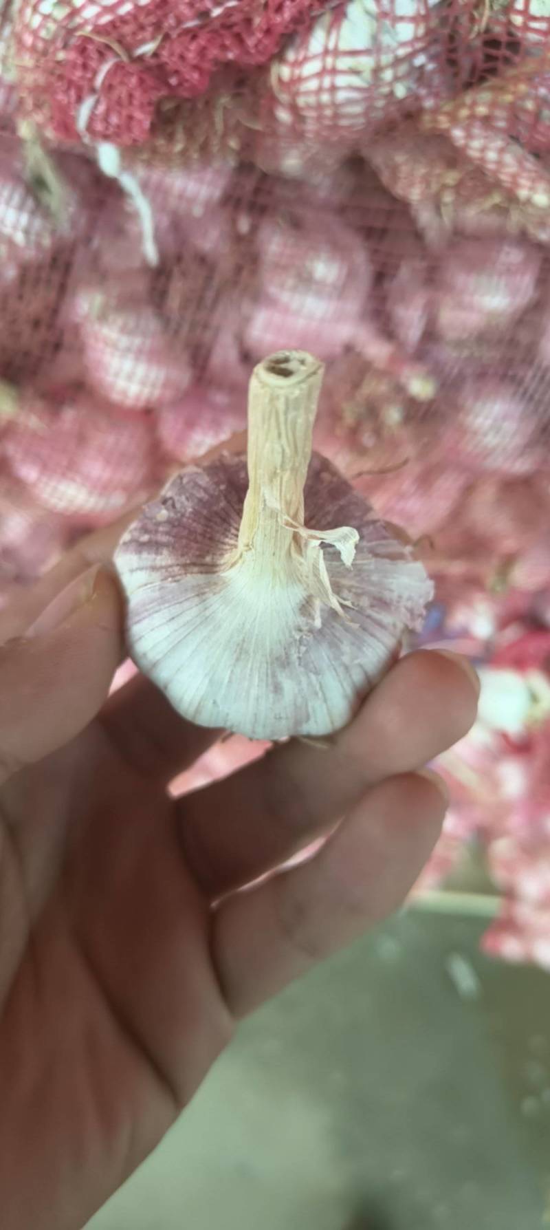 【蒜种】金乡太空蒜种大青稞蒜种原种保证质量诚信为本