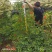 2506苗圃供应，橙花嘉氏羊蹄甲盆栽容器苗
