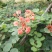 2506苗圃供应，橙花嘉氏羊蹄甲盆栽容器苗