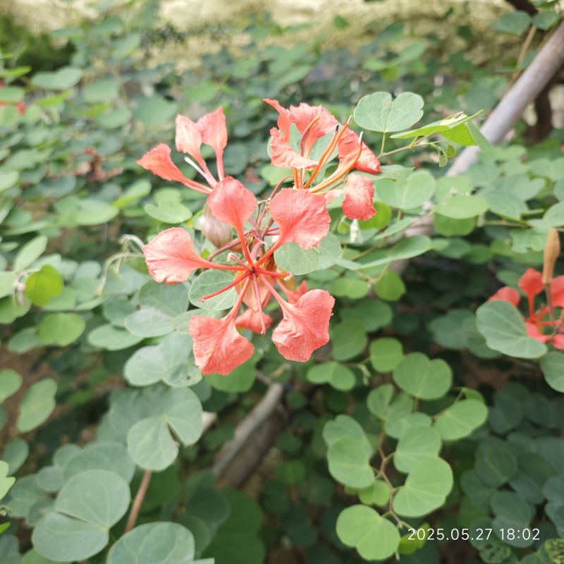 2506苗圃供应，橙花嘉氏羊蹄甲盆栽容器苗