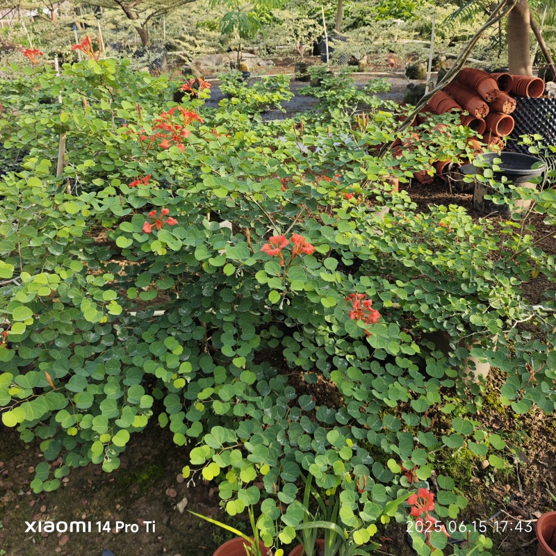 2506苗圃供应，橙花嘉氏羊蹄甲盆栽容器苗
