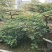 2506苗圃供应，橙花嘉氏羊蹄甲盆栽容器苗