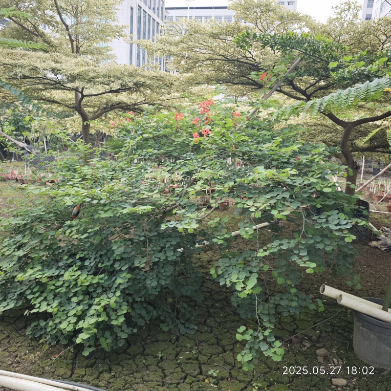 2506苗圃供应，橙花嘉氏羊蹄甲盆栽容器苗