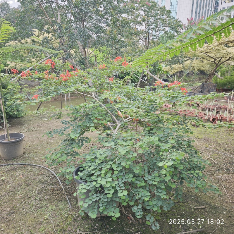 2506苗圃供应，橙花嘉氏羊蹄甲盆栽容器苗