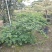 2506苗圃供应，橙花嘉氏羊蹄甲盆栽容器苗