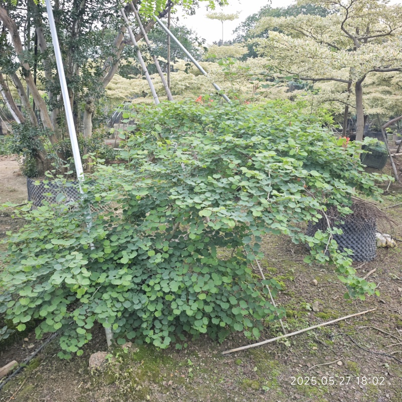 2506苗圃供应，橙花嘉氏羊蹄甲盆栽容器苗