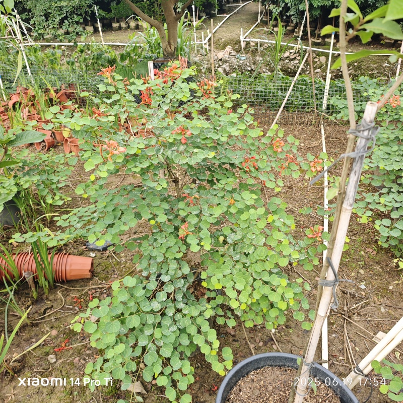 2506苗圃供应，橙花嘉氏羊蹄甲盆栽容器苗