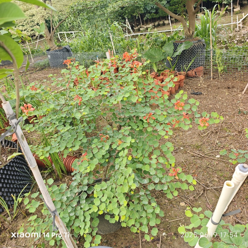 2506苗圃供应，橙花嘉氏羊蹄甲盆栽容器苗