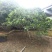 2506苗圃供应，造型临水斜飘弯杆鸡蛋花。