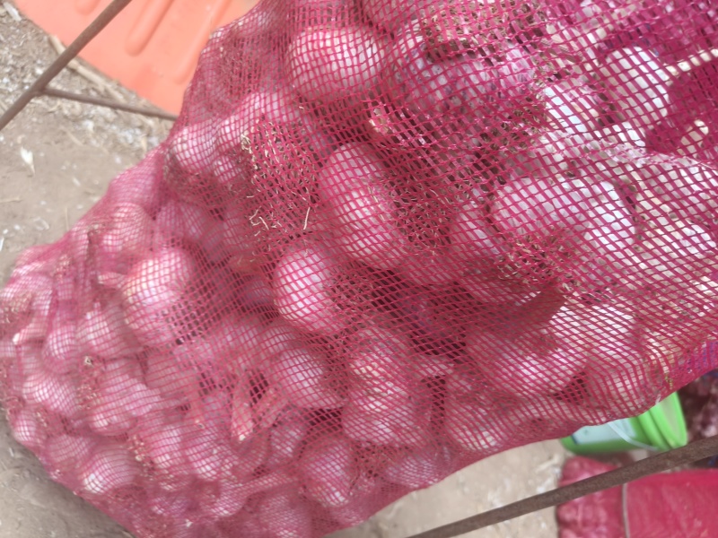 【蒜种】金乡太空蒜种大青稞蒜种原种保证质量诚信为本