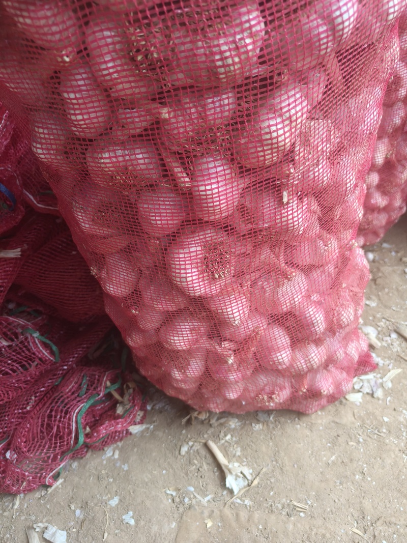 【蒜种】金乡太空蒜种大青稞蒜种原种保证质量诚信为本