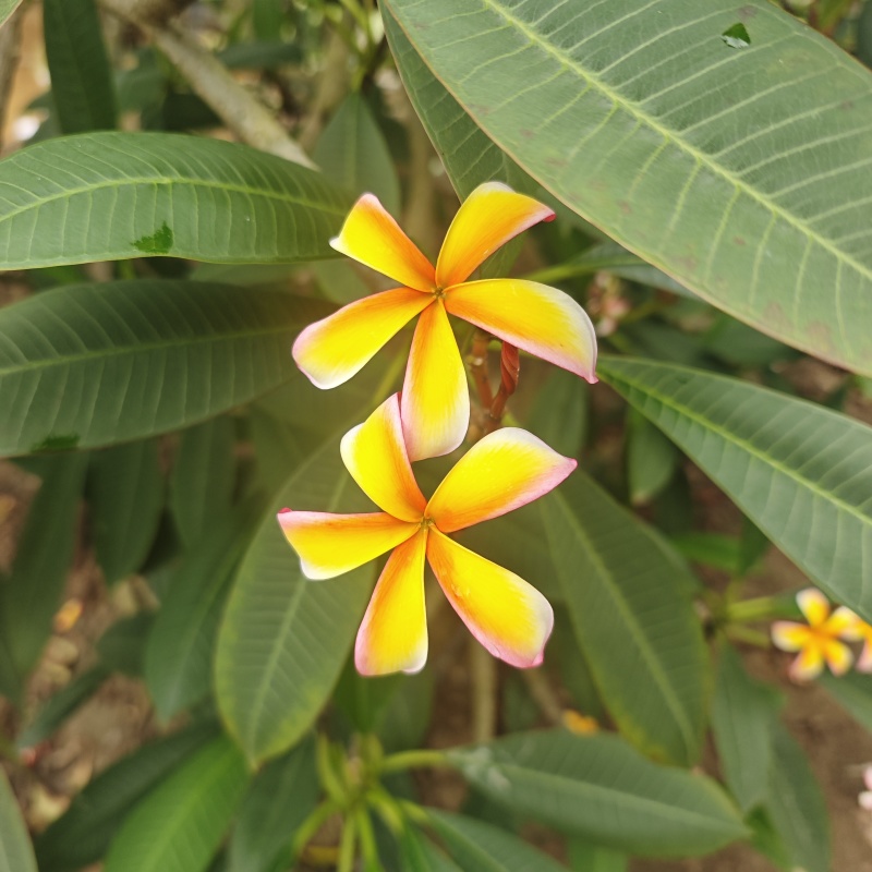 2506苗圃供应，造型临水斜飘弯杆鸡蛋花。