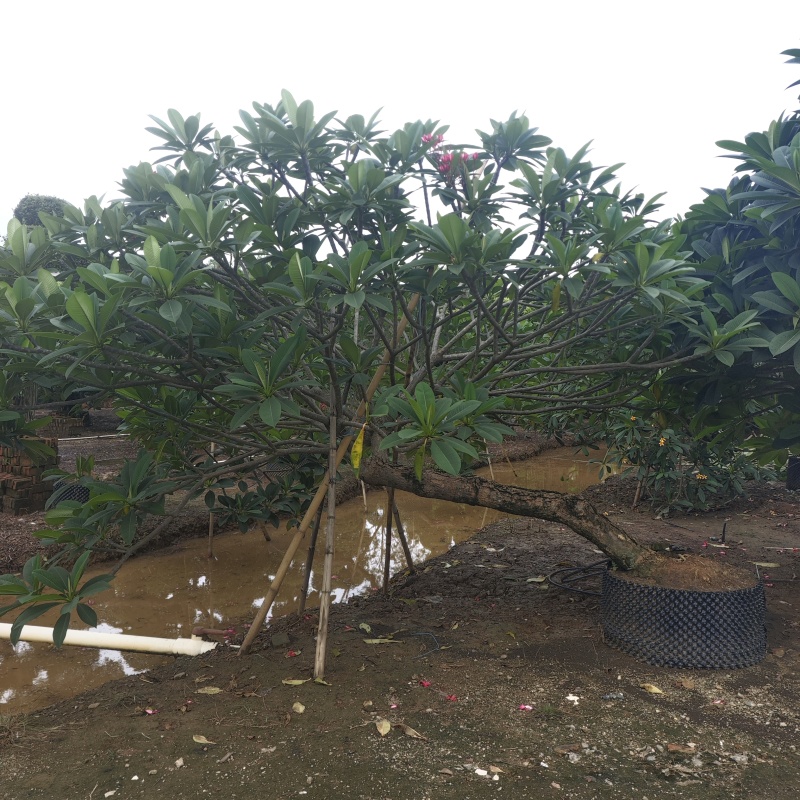 2506苗圃供应，造型临水斜飘弯杆鸡蛋花。