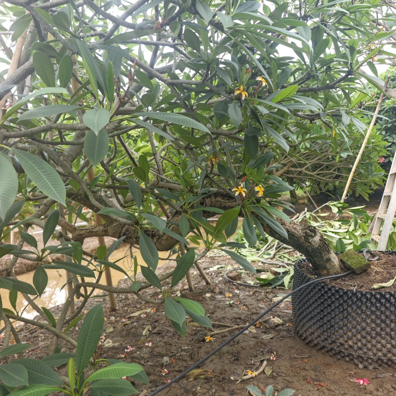 2506苗圃供应，造型临水斜飘弯杆鸡蛋花。