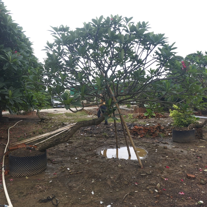 2506苗圃供应，造型临水斜飘弯杆鸡蛋花。