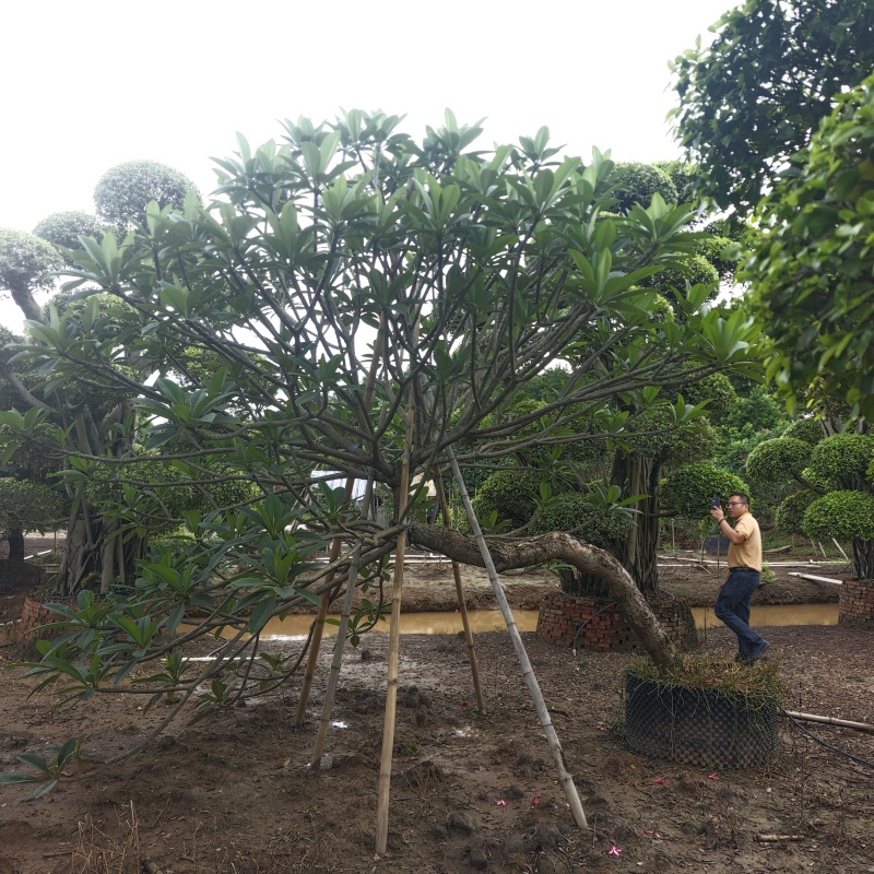 2506苗圃供应，造型临水斜飘弯杆鸡蛋花。