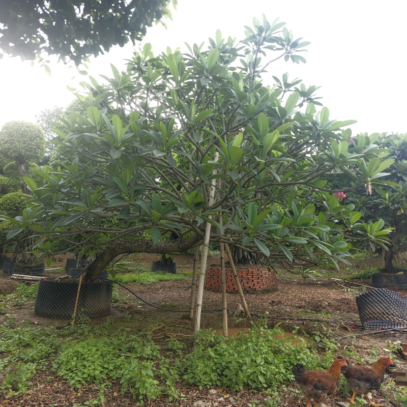 2506苗圃供应，造型临水斜飘弯杆鸡蛋花。