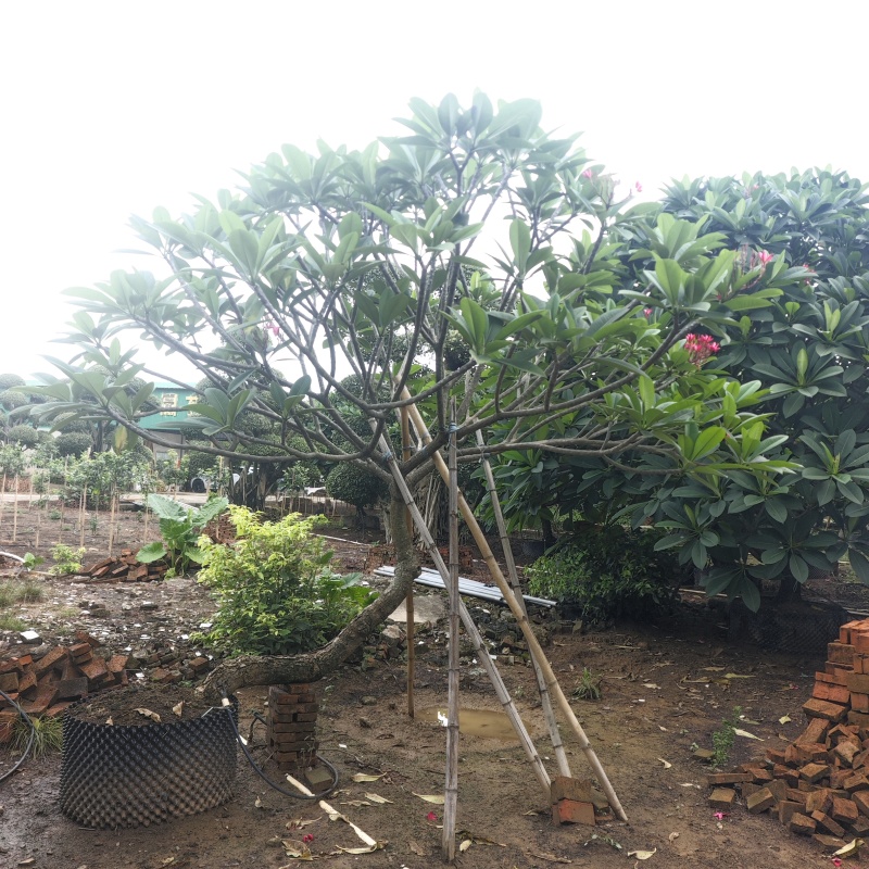 2506苗圃供应，造型临水斜飘弯杆鸡蛋花。