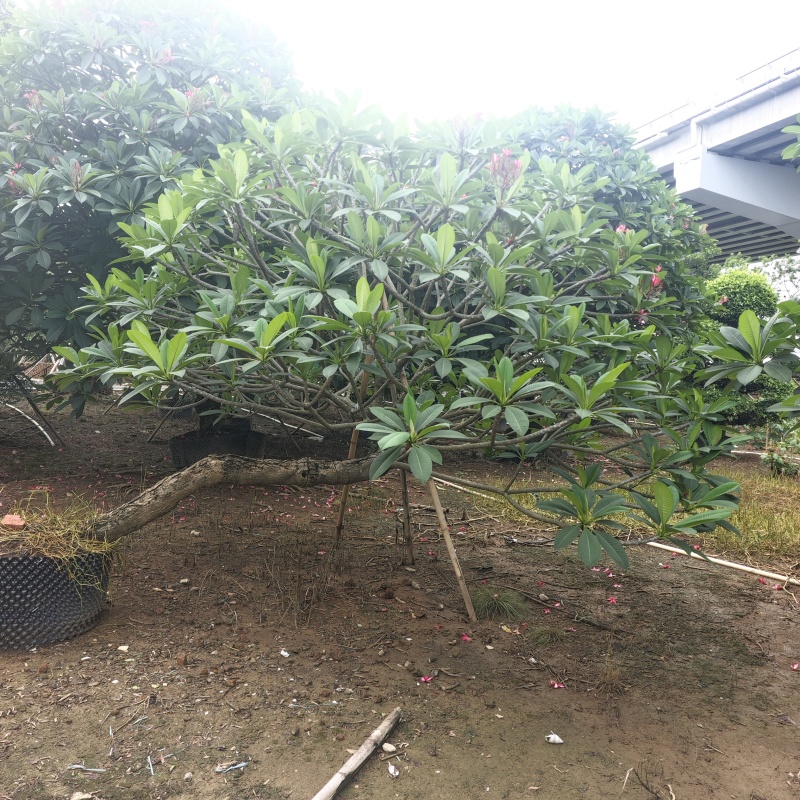 2506苗圃供应，造型临水斜飘弯杆鸡蛋花。