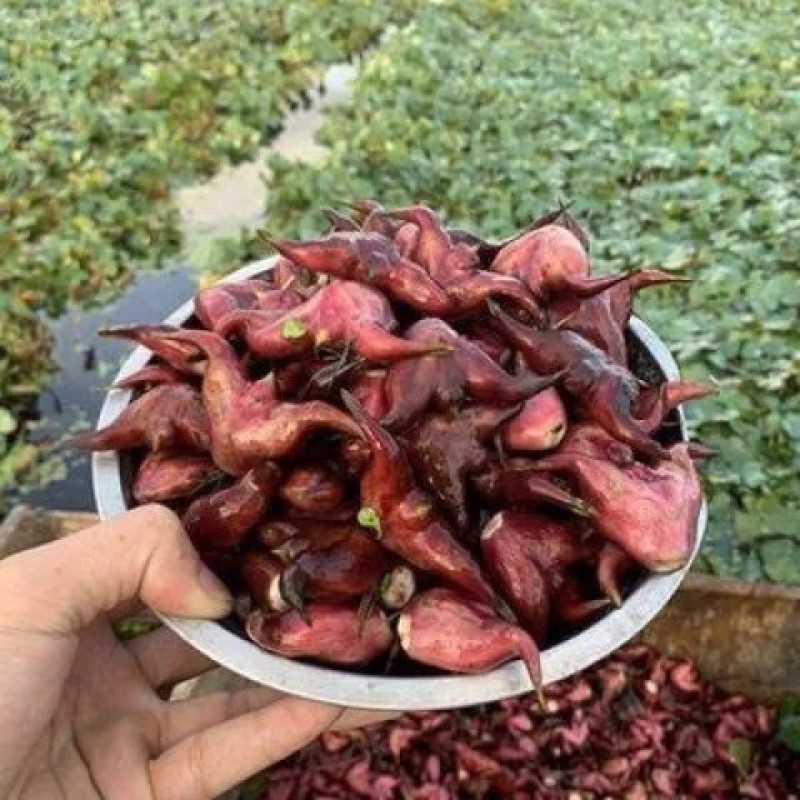 陆口大红菱角原产地供货批发价出售冷链包邮