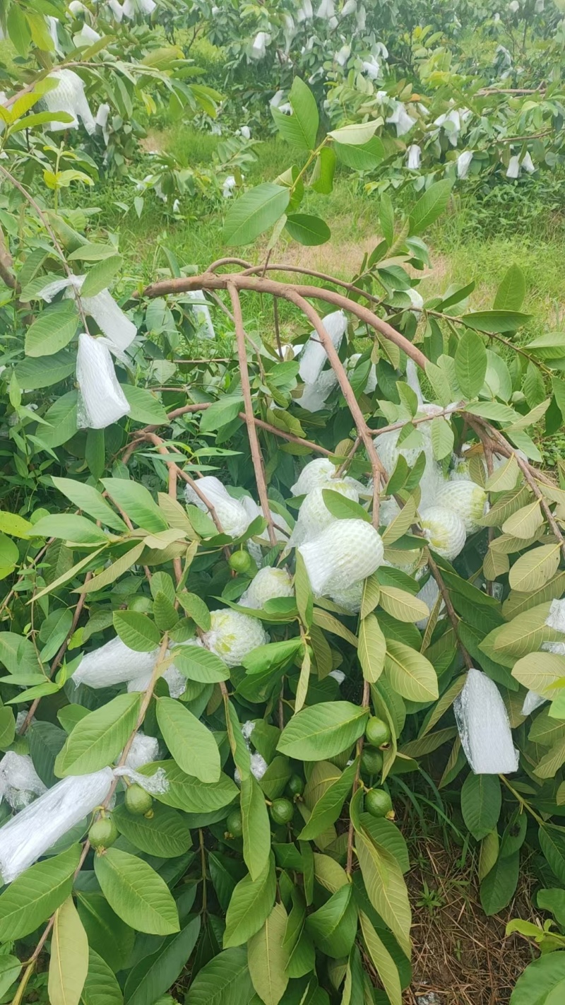 大量上市，欢迎预订。