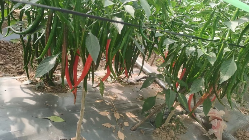 7号线椒，青红两用