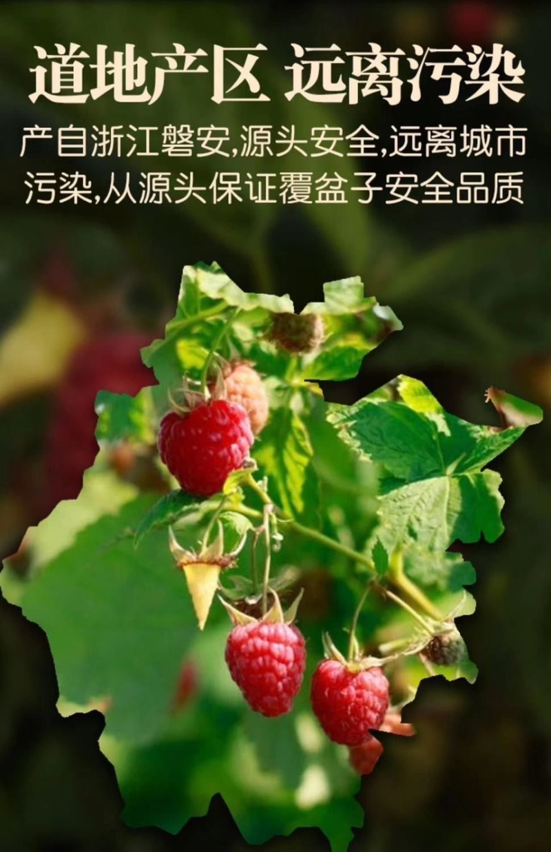 大粒浙江覆盆子干果正宗覆盆子泡酒泡水特级覆盆子产地优选