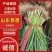 优质铁杆葱苗基地直供，抗病抗倒伏能力强给全国各地供货