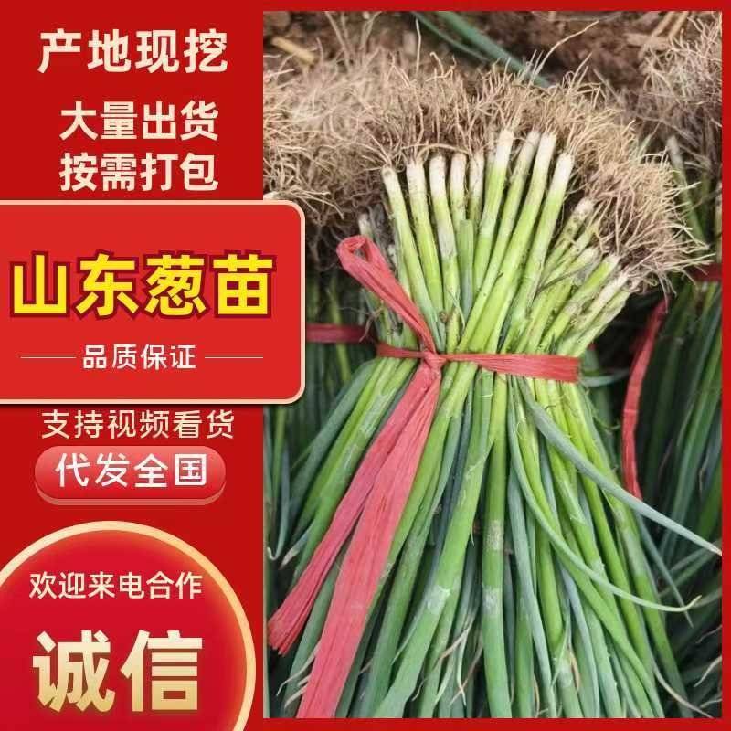 优质铁杆葱苗基地直供，抗病抗倒伏能力强给全国各地供货