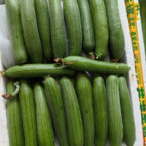 油皮丝，肉丝瓜，本地丝瓜，大量上市，视频看货，量大从优