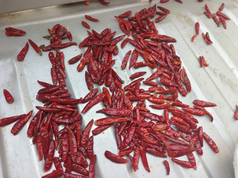 长期供应各种三樱椒一手货源品种齐全产地直供产地直发