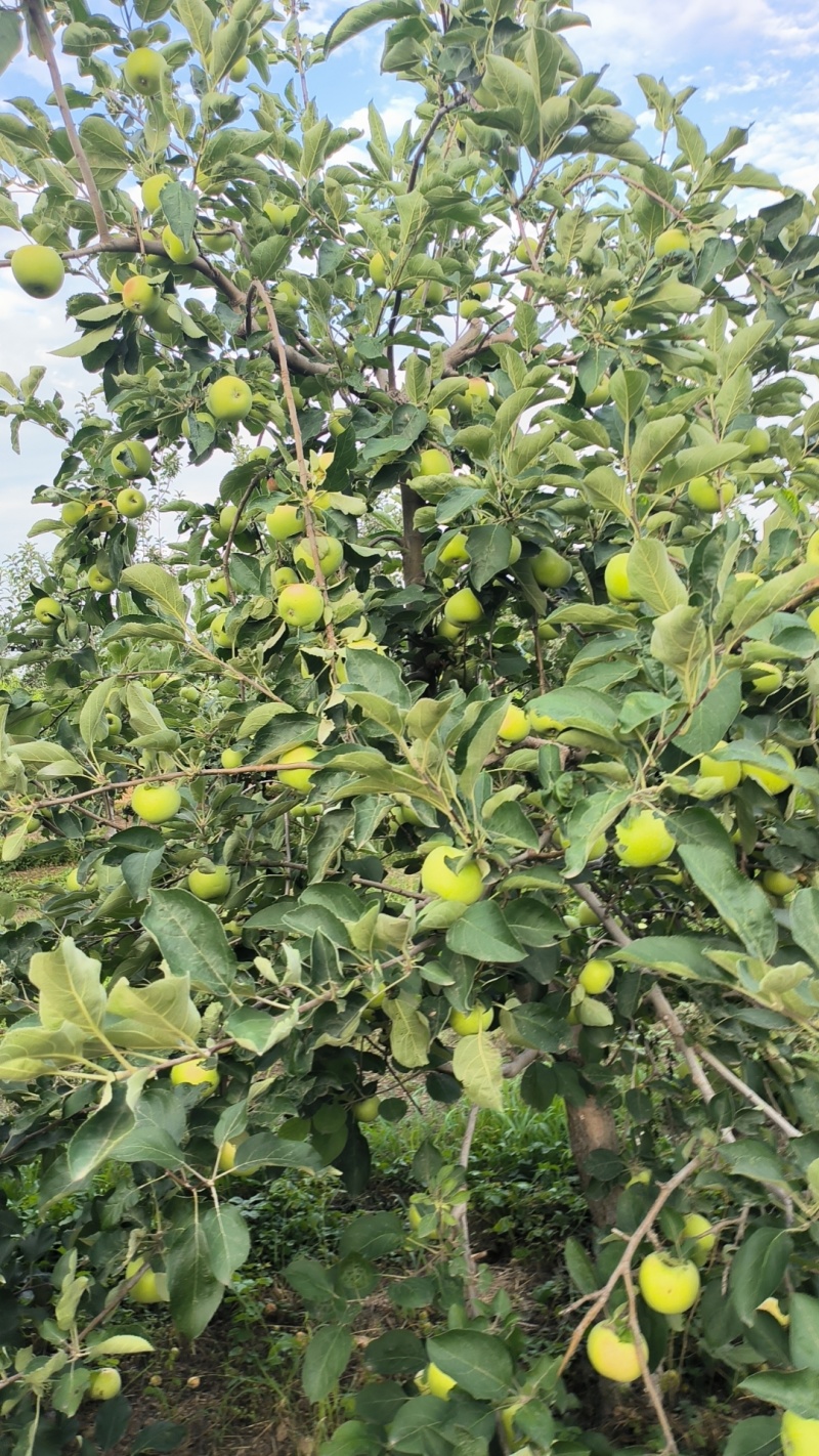 青苹果