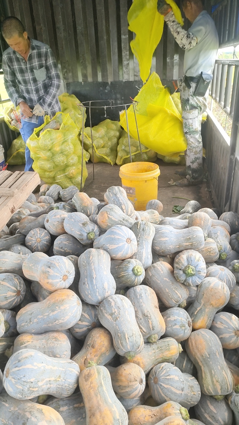花生瓜，773南瓜，金香南瓜，金韩，出口越南