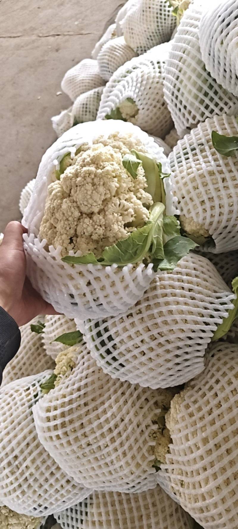 有机花大量上市