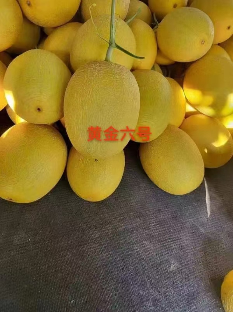 小蜜哈密瓜大量上市，产地直销，对接电商平台商超市场批发。