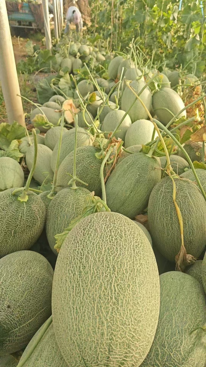 小蜜哈密瓜大量上市，产地直销，对接电商平台商超市场批发。