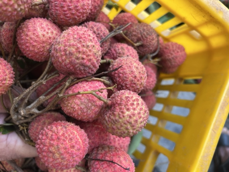 桂味荔枝