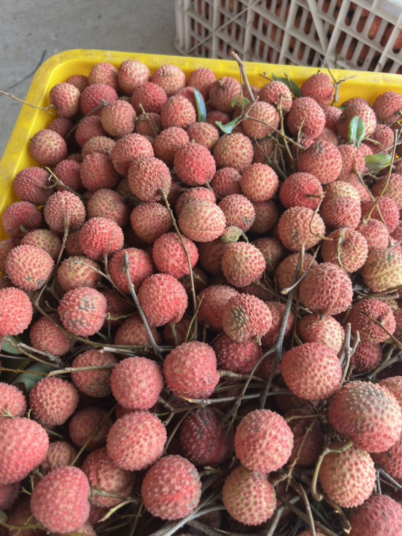 桂味荔枝