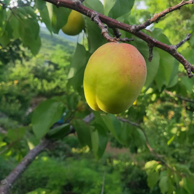 大黄杏热卖中