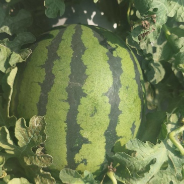 无极县甜王西瓜大量上市