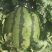 无极县甜王西瓜大量上市