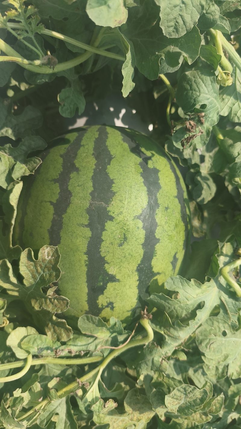 无极县甜王西瓜大量上市