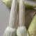 精品万糯2000黏玉米