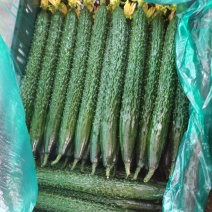【实力商家】中牟精品黄瓜大量上市/顶花带刺大黄瓜/黄瓜